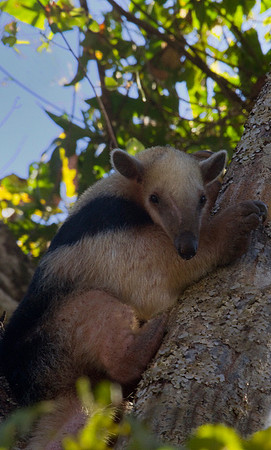 Tamandua #2