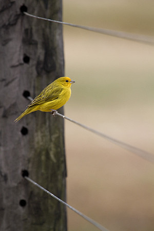 Saffron Finch #2