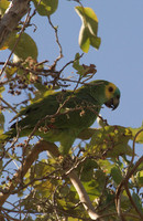 Blue Fronted Parrot