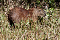 Capybara