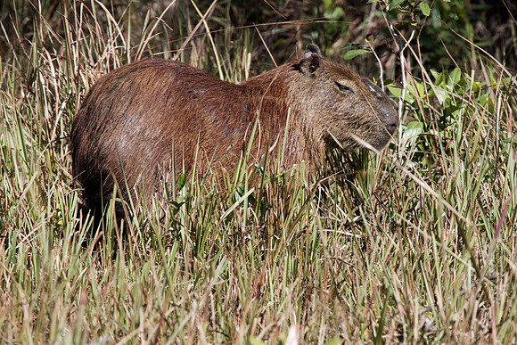 Capybara