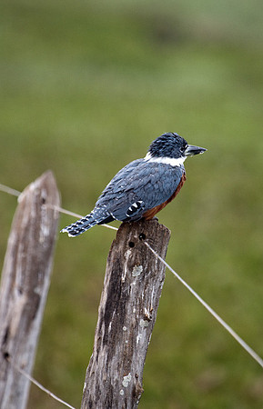 Ringed Kingfisher #2