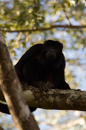 Howler Monkey