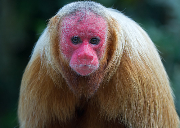 Red Uakari #1