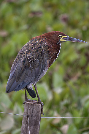 Tiger Heron
