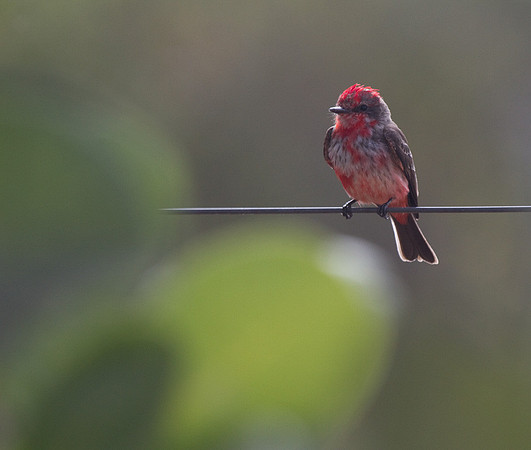 Vermillion Flycatcher