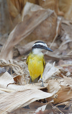 Lesser Kiskadee