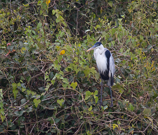 White Necked Heron #2