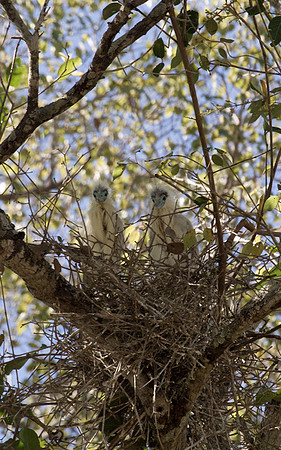Capped Heron Chicks