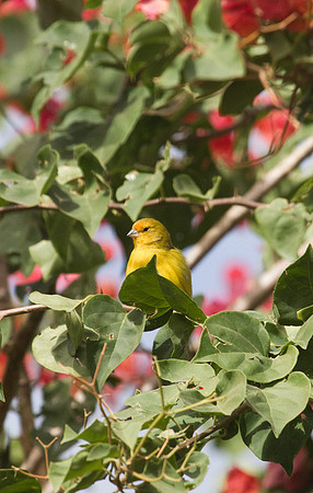Saffron Finch #3