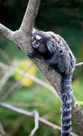 Marmoset #1