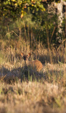 Swamp Deer
