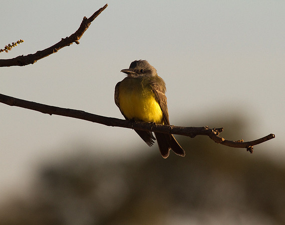 Dusky Capped Flycatcher
