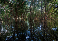Amazon Forest #2