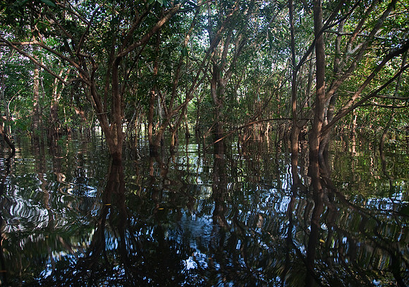 Amazon Forest #2