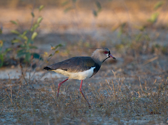Southern Lapwing