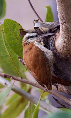 Narrow-Billed Woodcreeper