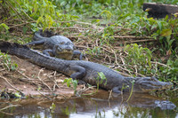 Caiman #2