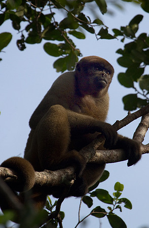 Wooly Monkey #1
