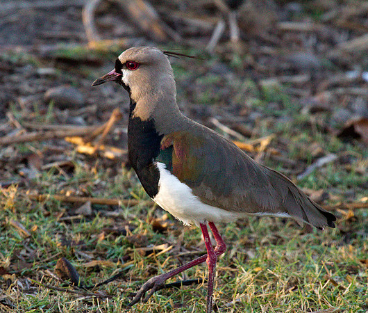 Southern Lapwing #2