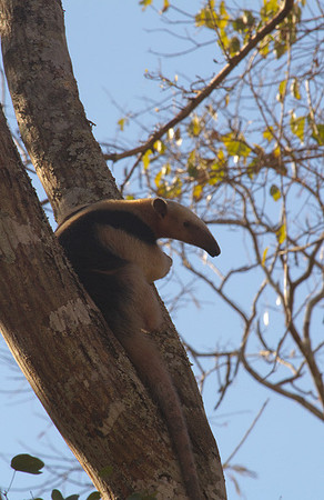 Tamandua #1