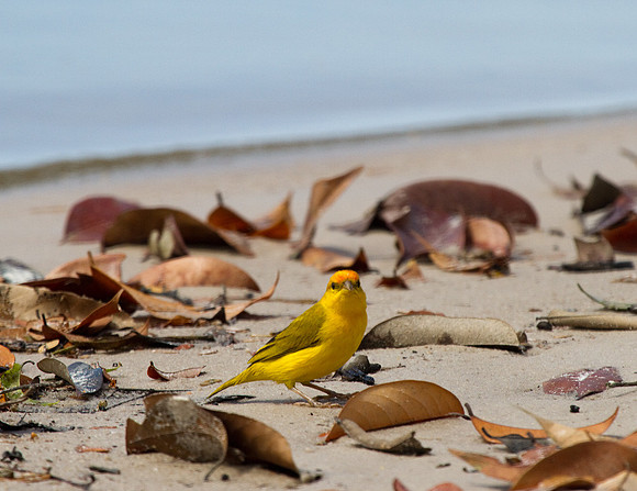 Saffron Finch