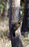 Campo Flicker