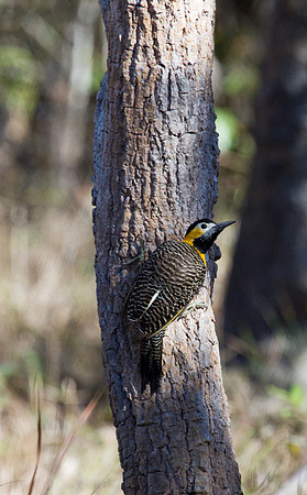 Campo Flicker