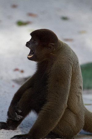 Wooly Monkey #2