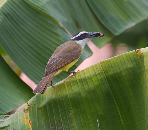 Lesser Kiskadee #2