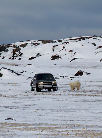 Polar Bear at Truck 1