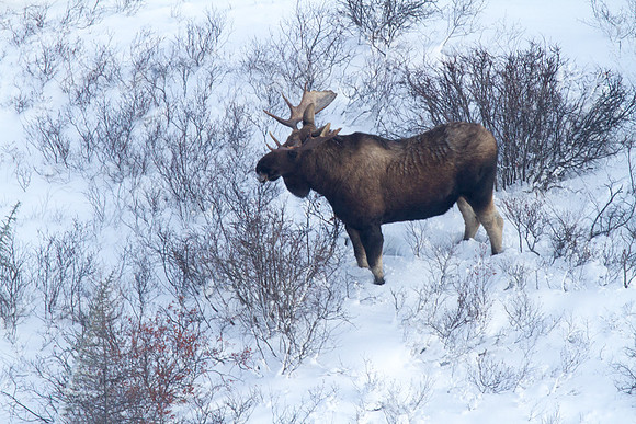 Moose 3