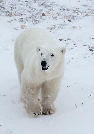 Frozen Bear 3