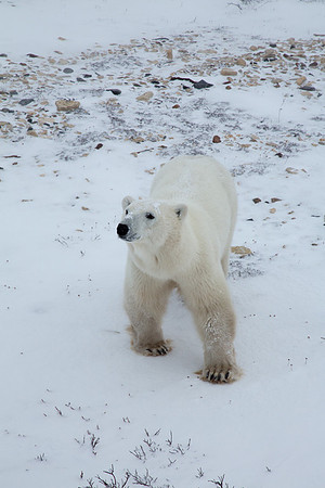 Frozen Bear 2