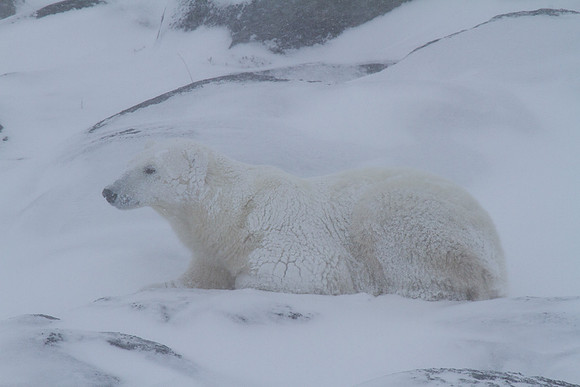 Frozen Bear 9
