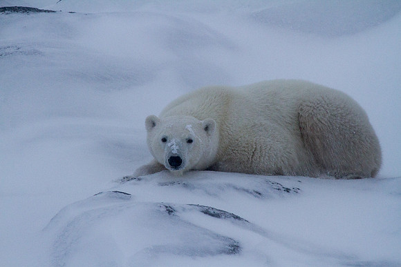 Frozen Bear 7