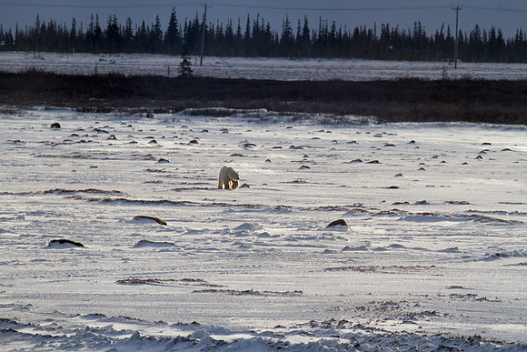Polar Bear 1