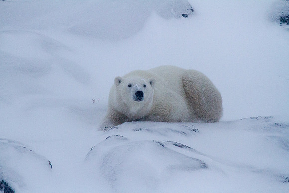 Frozen Bear 6