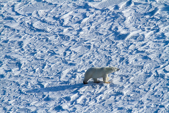 Polar Bear on Hudson Bay