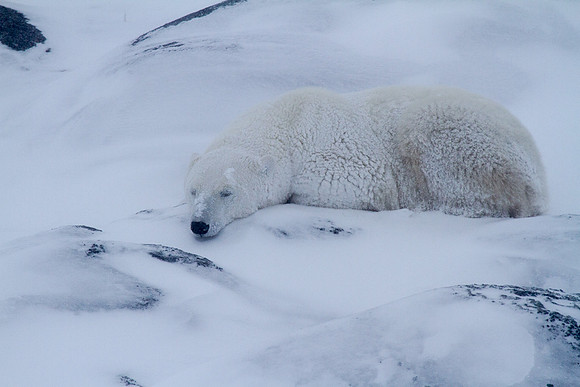 Frozen Bear 8