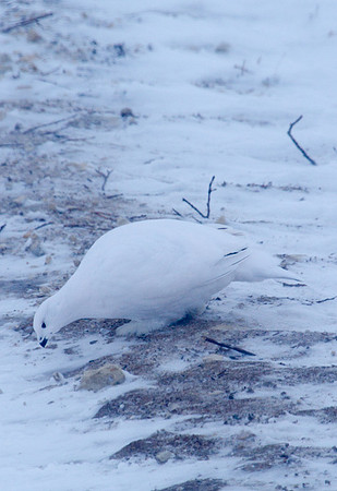 Ptarmigan 1