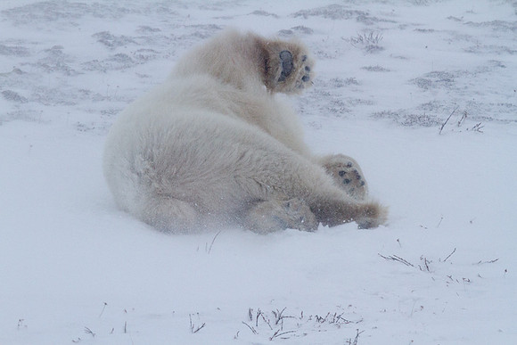 Frozen Bear 20