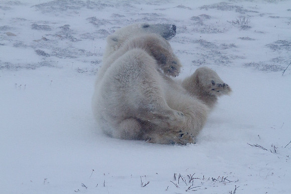 Frozen Bear 19