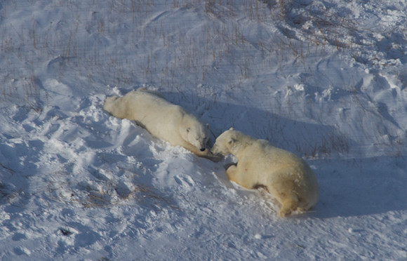 Polar Bear from the Air 2