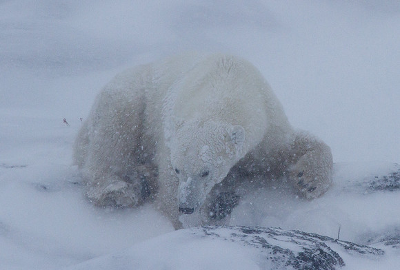Frozen Bear 14