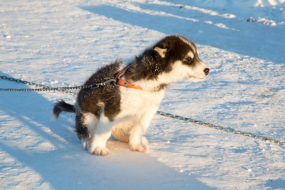 Husky Pup 1