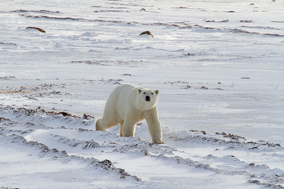Polar Bear 3