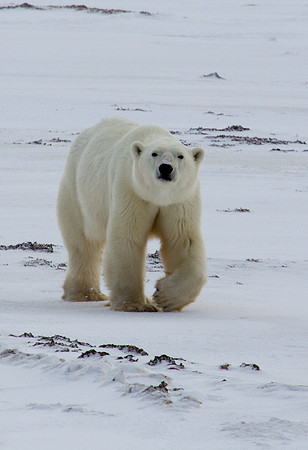 Polar Bear 5