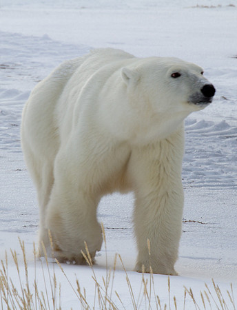 Polar Bear 7