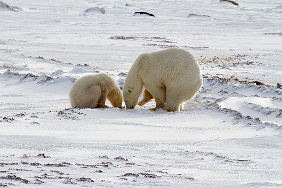Polar Bear and Cub 2